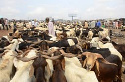 How Best to Celebrate Ileya Festival By Adedamola Adegoke